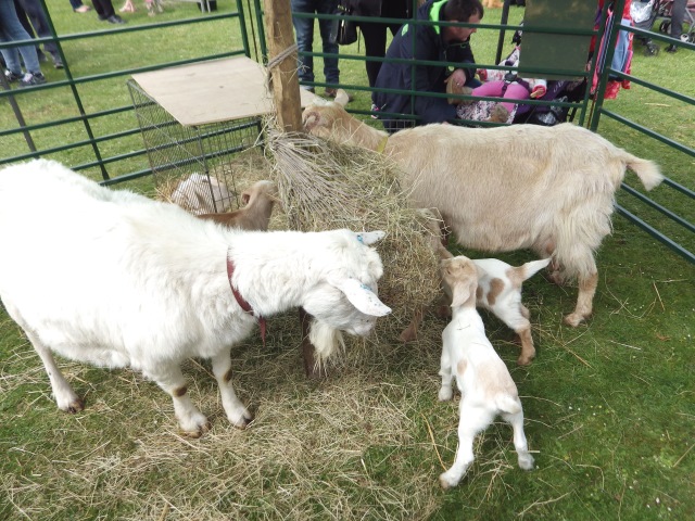 [Error! Image IMGP3174.JPG is not available.]